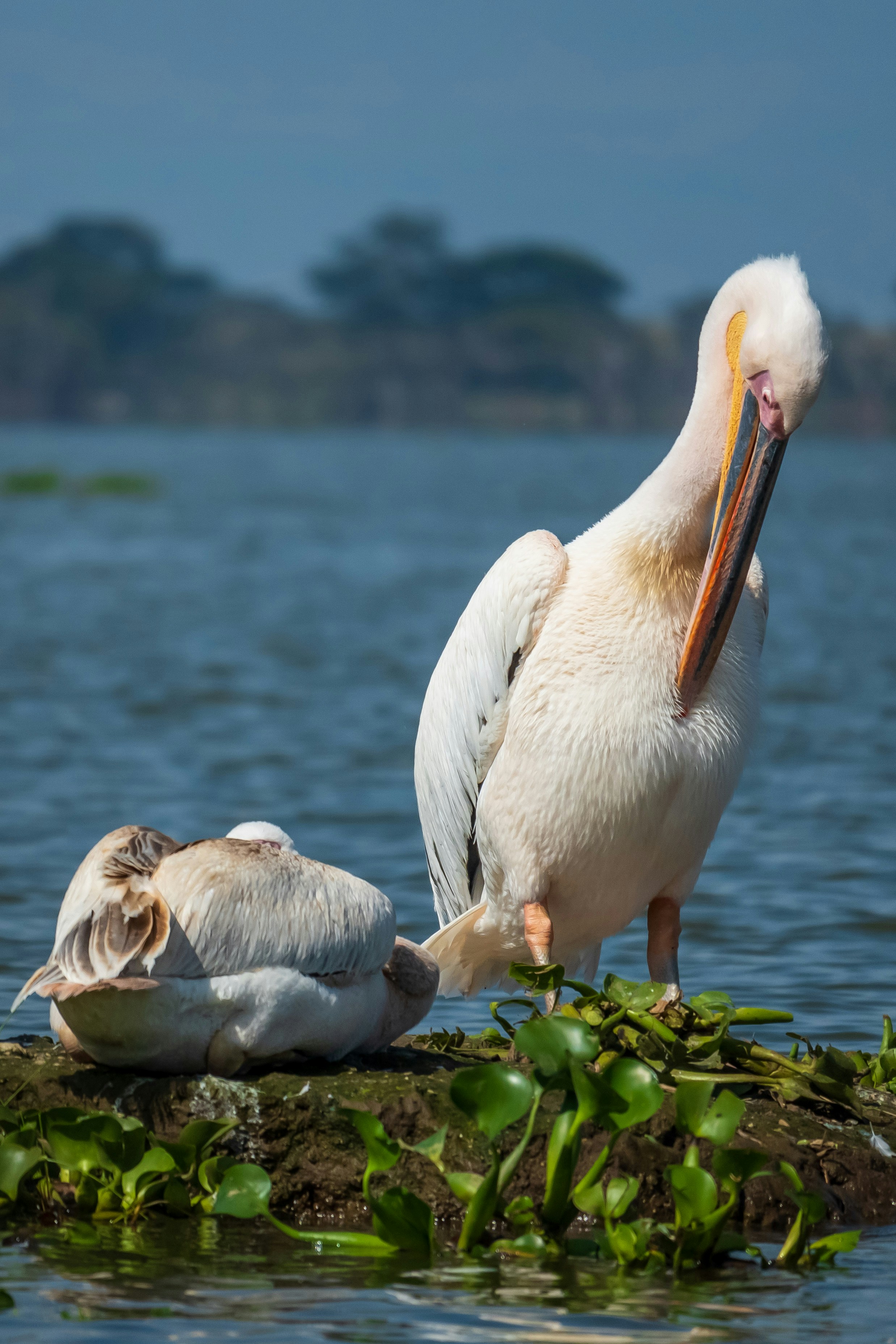 Lake Naivasha